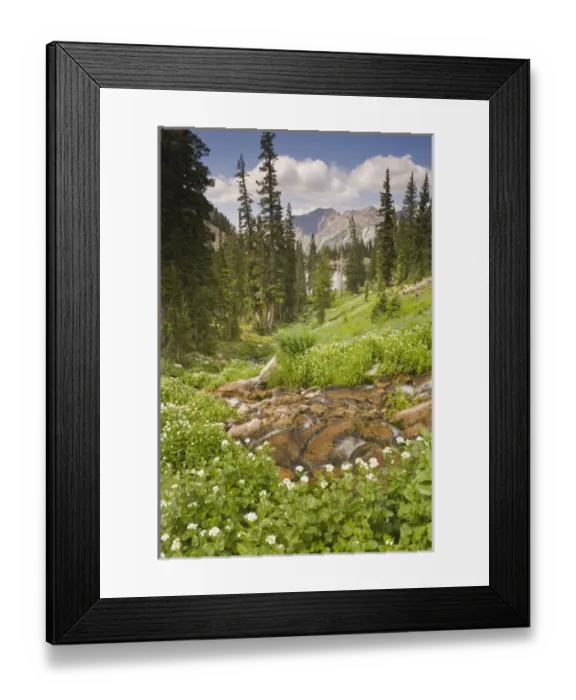 Framed Print : Creek above Red Pine Lake and Heartleaf bittercress (Cardamine cordifolia) Wildflowers Framed Print : Creek above Red Pine Lake and Heartleaf bittercress (Cardamine cordifolia) Wildflowers