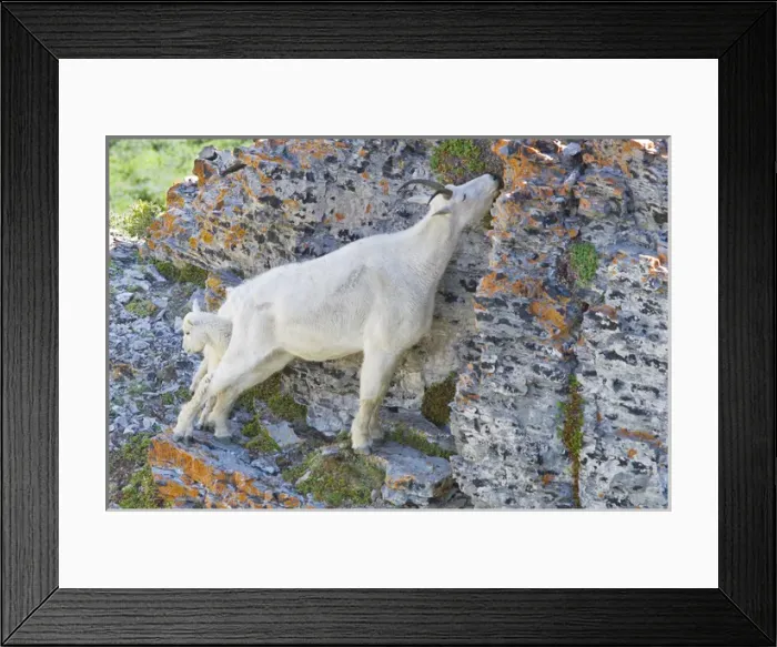 Framed Print : Mountain Goat Nanny and Kid, Oreamnos Americanus, Mount Timpanogas Wilderness, Uinta-Wasatch-Cache Framed Print : Mountain Goat Nanny and Kid, Oreamnos Americanus, Mount Timpanogas Wilderness, Uinta-Wasatch-Cache