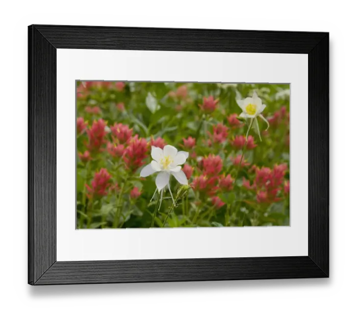 Framed Print : Columbine and Indian Paintbrush, Albion Basin, near Alta, Utah, Uinta-Wasatch-Cache Framed Print : Columbine and Indian Paintbrush, Albion Basin, near Alta, Utah, Uinta-Wasatch-Cache