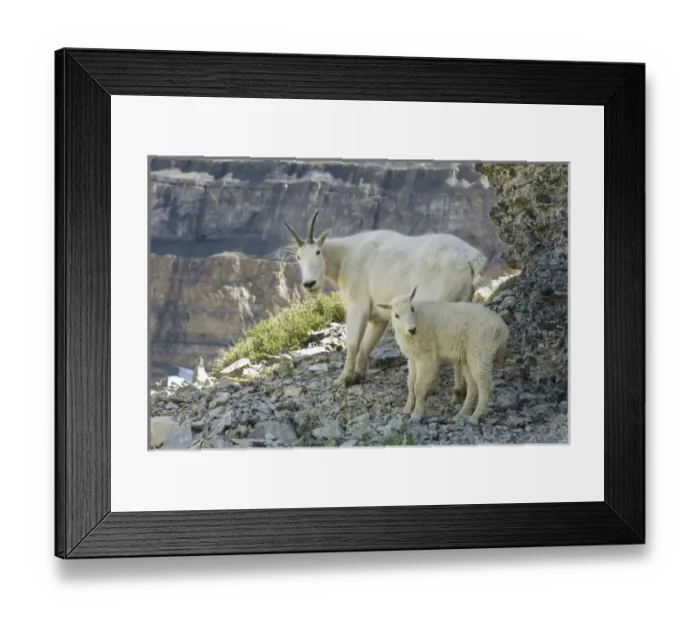 Framed Print : Nanny Mountain Goat and kid, Oreamnos Americanus, on rocky ledge, Mount Timpanogas Wilderness Framed Print : Nanny Mountain Goat and kid, Oreamnos Americanus, on rocky ledge, Mount Timpanogas Wilderness