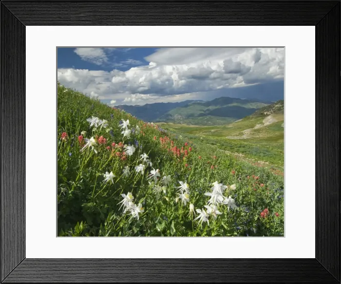 Framed Print : Columbine, (Aquilegia sp), Indian Paintbrush, (Castilleja sp. ), Lupine and Cumulus clouds Framed Print : Columbine, (Aquilegia sp), Indian Paintbrush, (Castilleja sp. ), Lupine and Cumulus clouds