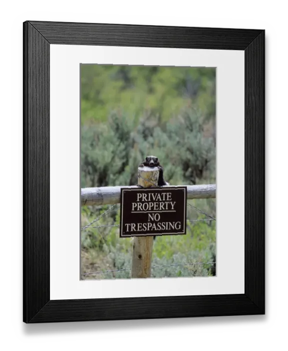 Framed Print : Striped skunk (Mephitis mephitis) enforcing the No Trespassing sign Framed Print : Striped skunk (Mephitis mephitis) enforcing the No Trespassing sign