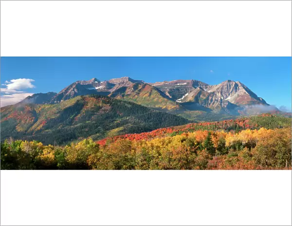 Fall Aspen trees and Maples. Mt. Timpanogos Pano, Wasatch Mountains, Utah
