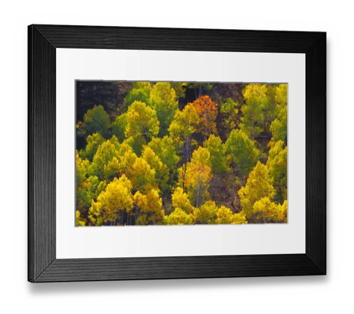 Framed Print : Autumn aspens in Logan Canyon Utah Framed Print : Autumn aspens in Logan Canyon Utah