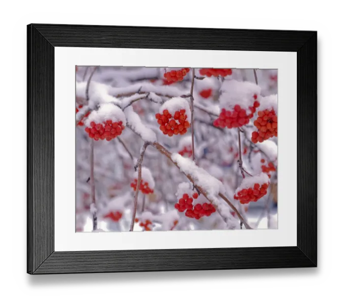 Framed Print : Snow on European Mountain Ash Berries, Utah