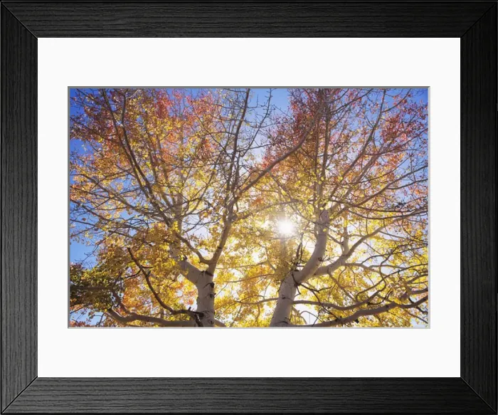 Framed Print : Autumn aspen along Elk Ridge, San Juan County, Utah Framed Print : Autumn aspen along Elk Ridge, San Juan County, Utah