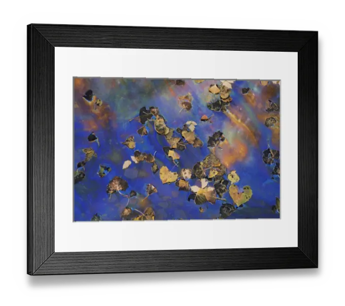 Framed Print : Cottonwood leaves floating in pool, Phipps Wash, Escalante Canyon, Grand Staircase Framed Print : Cottonwood leaves floating in pool, Phipps Wash, Escalante Canyon, Grand Staircase