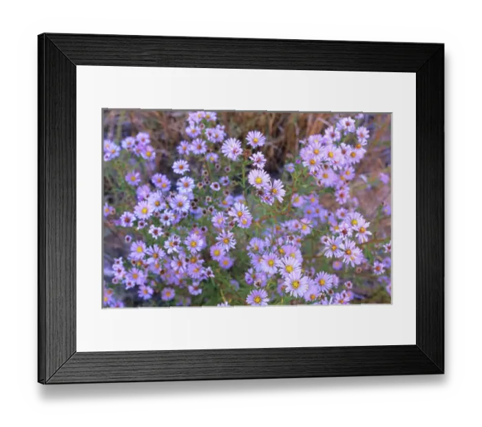 Framed Print : A cluster of Purple Asters reclaims the streambed along Iceberg Canyon at a location