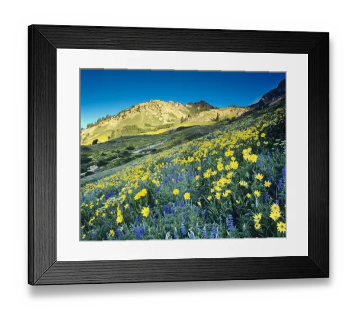 Framed Print : Summer Blue Lupine and Yellow Viguiera multiflora in Wasatch National Forest, Little