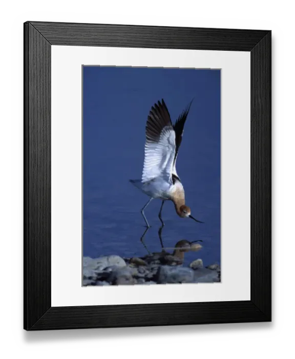 Framed Print : A male American Avocet, Recurvirostra americana, in a salt water pool on Antelope