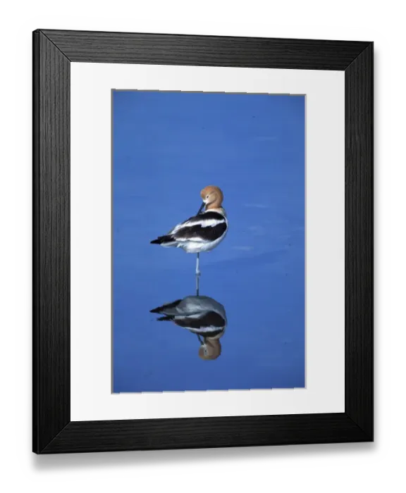 Framed Print : A male American Avocet, Recurvirostra americana, in a salt water pool on Antelope Framed Print : A male American Avocet, Recurvirostra americana, in a salt water pool on Antelope