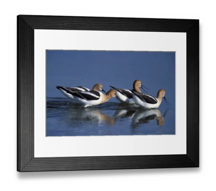Framed Print : A group of American Avocets, Recurvirostra americana, in a salt water pool on Antelope