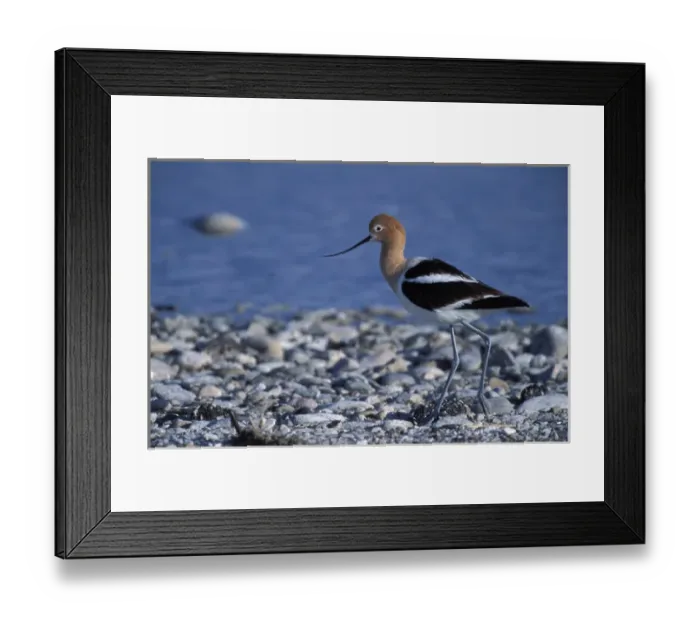 Framed Print : A female American Avocet, Recurvirostra americana, in a salt water pool on Antelope Framed Print : A female American Avocet, Recurvirostra americana, in a salt water pool on Antelope