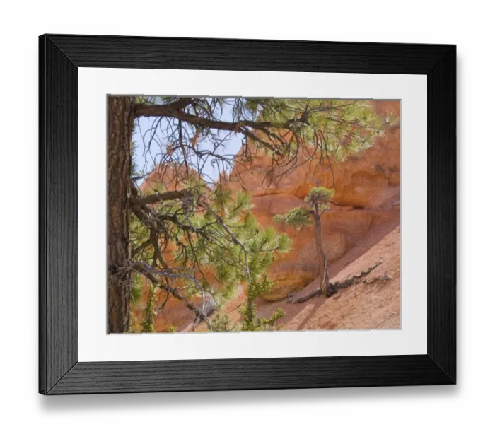 Framed Print : UT, Bryce Canyon National Park, Limber Pine, framed by a Pondersosa Pine