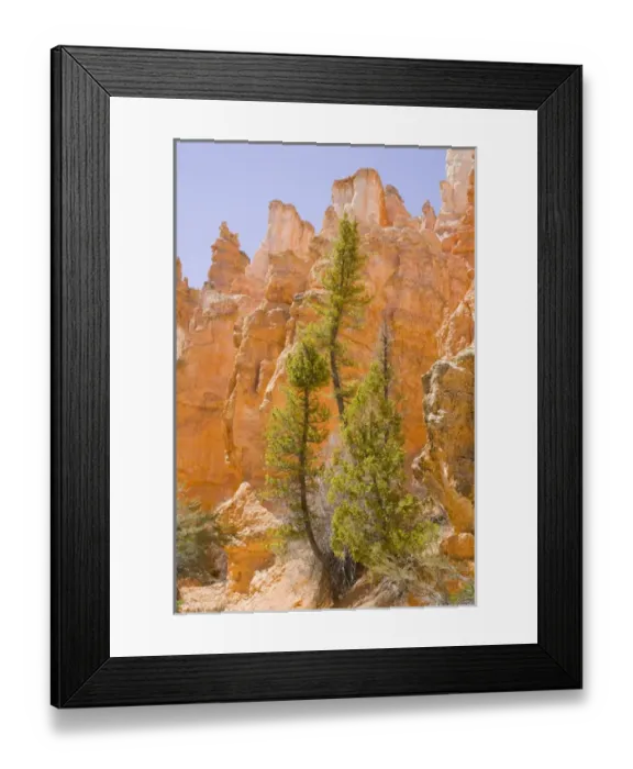 Framed Print : UT, Bryce Canyon National Park, Pine trees and soft reflected light