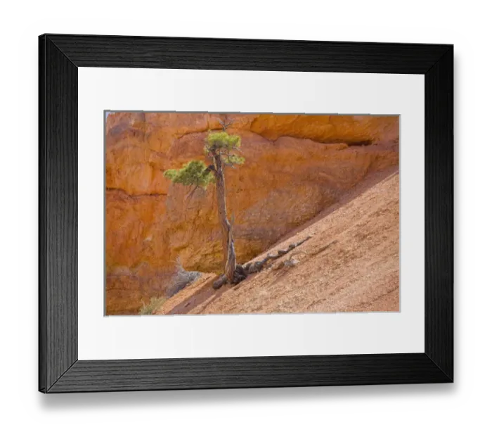Framed Print : UT, Bryce Canyon National Park, Limber Pine, in reflected light