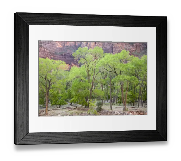 Framed Print : Utah, Zion National Park, vibrant spring foliage, on Cottonwood trees Framed Print : Utah, Zion National Park, vibrant spring foliage, on Cottonwood trees
