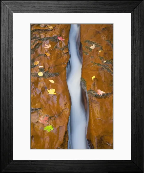 Framed Print : UT, Zion National Park, Water, rock, and leaves, Left Fork of North Creek Framed Print : UT, Zion National Park, Water, rock, and leaves, Left Fork of North Creek