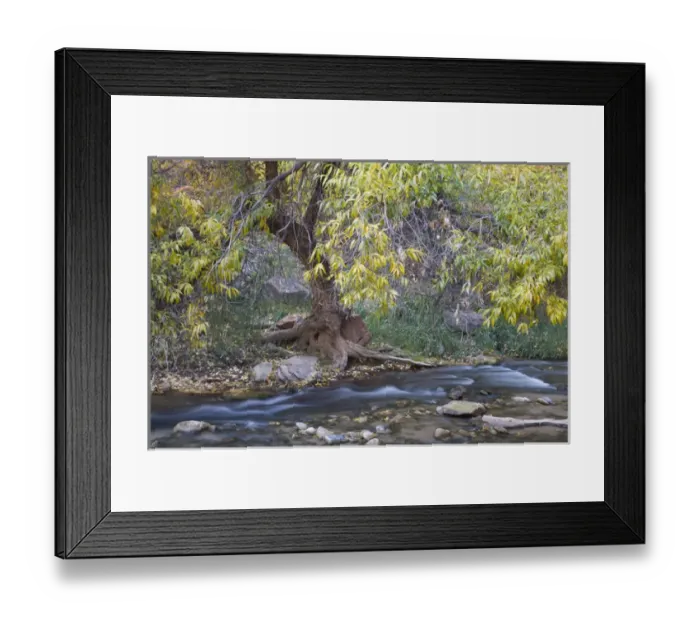Framed Print : UT, Zion National Park, Zion Canyon, Cottonwood tree, along the Virgin River Framed Print : UT, Zion National Park, Zion Canyon, Cottonwood tree, along the Virgin River