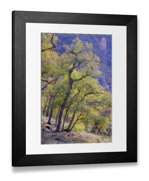Framed Print : UT, Zion National Park, Zion Canyon, Gambel Oak trees Framed Print : UT, Zion National Park, Zion Canyon, Gambel Oak trees