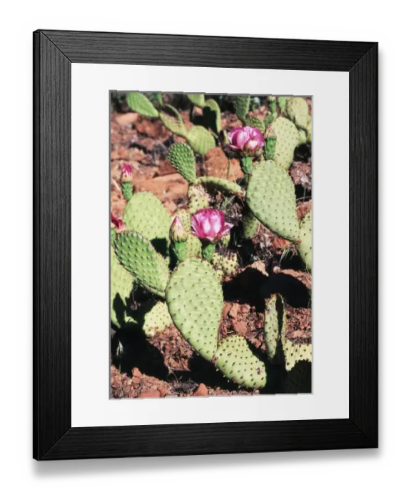 Framed Print : USA, Utah, Zion National Park, Cactus wildflowers in early morning