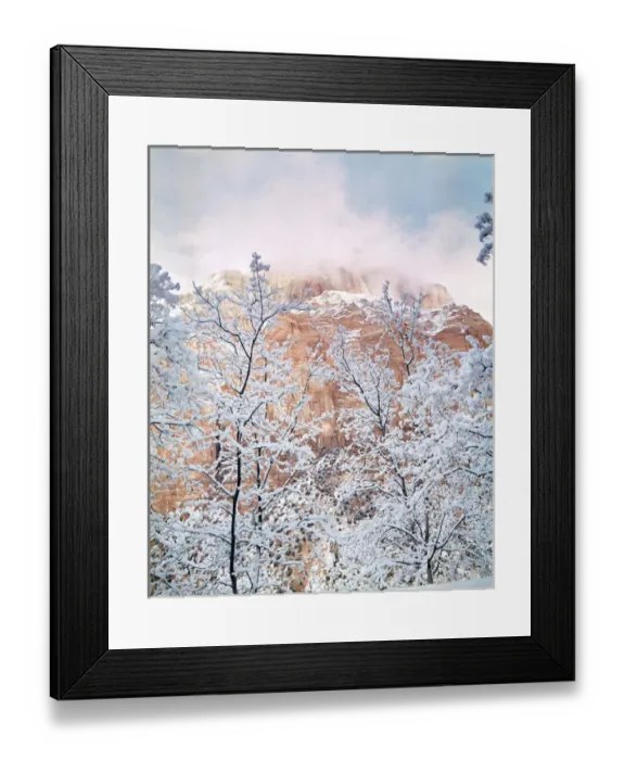 Framed Print : USA, Utah, Zion NP. Snow-covered branches resemble lace near the red walls of Zion National Park Framed Print : USA, Utah, Zion NP. Snow-covered branches resemble lace near the red walls of Zion National Park