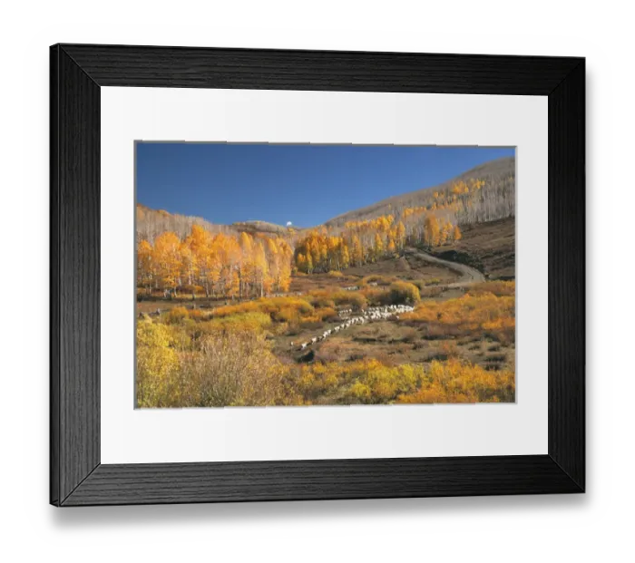 Framed Print : USA, Utah, Zion NP. Sheep moves up a hill in autumn on the Kolob Plateau above Zion National Park Framed Print : USA, Utah, Zion NP. Sheep moves up a hill in autumn on the Kolob Plateau above Zion National Park