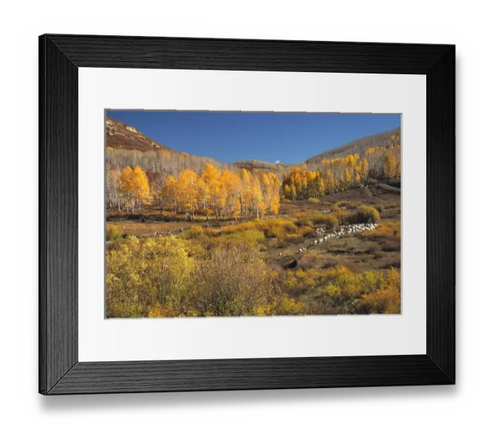 Framed Print : USA, Utah, Zion NP. A sheep herd follows the trail on the Kolob Plateau in Zion NP