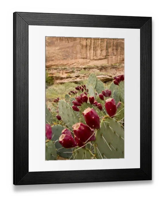 Framed Print : USA, Utah, Canyonlands National Park, along Colorado River south of Moab, prickly Framed Print : USA, Utah, Canyonlands National Park, along Colorado River south of Moab, prickly