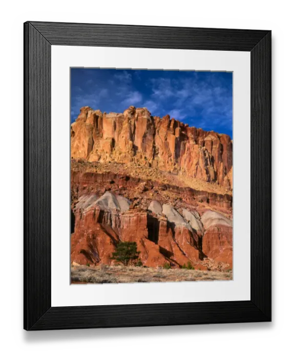 Framed Print : CAPITOL REEF NATIONAL PARK, UTAH. USA. Pinyon pine (Pinus edulis) below cliffs (Moenkopi Framed Print : CAPITOL REEF NATIONAL PARK, UTAH. USA. Pinyon pine (Pinus edulis) below cliffs (Moenkopi