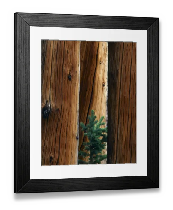 Framed Print : UTAH. USA. Young Engelmann spruce grows between spruce snags (Picea engelmannii)
