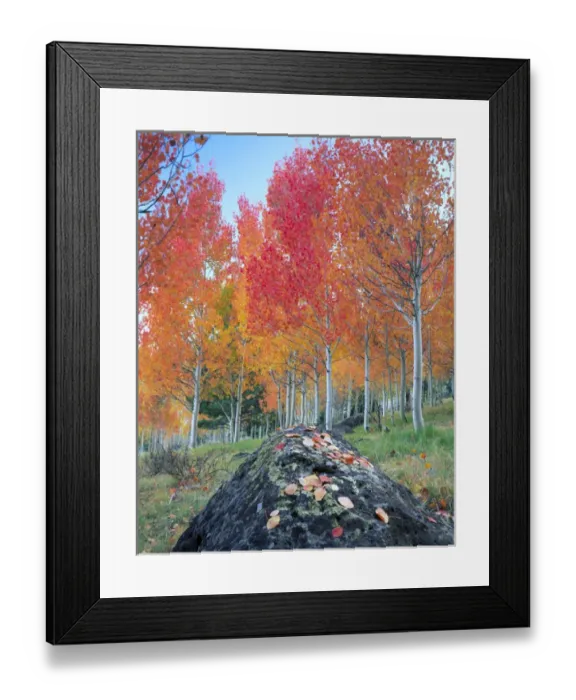 Framed Print : UTAH. USA. Red aspen grove (Populus tremuloides). Boulder Mountain in autumn. Dixie Framed Print : UTAH. USA. Red aspen grove (Populus tremuloides). Boulder Mountain in autumn. Dixie