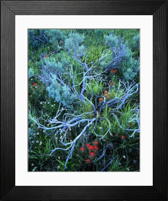 Framed Print : UTAH. USA. Sagebrush, paintbrush, & daisies. Sevier Plateau. Fishlake National Forest Framed Print : UTAH. USA. Sagebrush, paintbrush, & daisies. Sevier Plateau. Fishlake National Forest