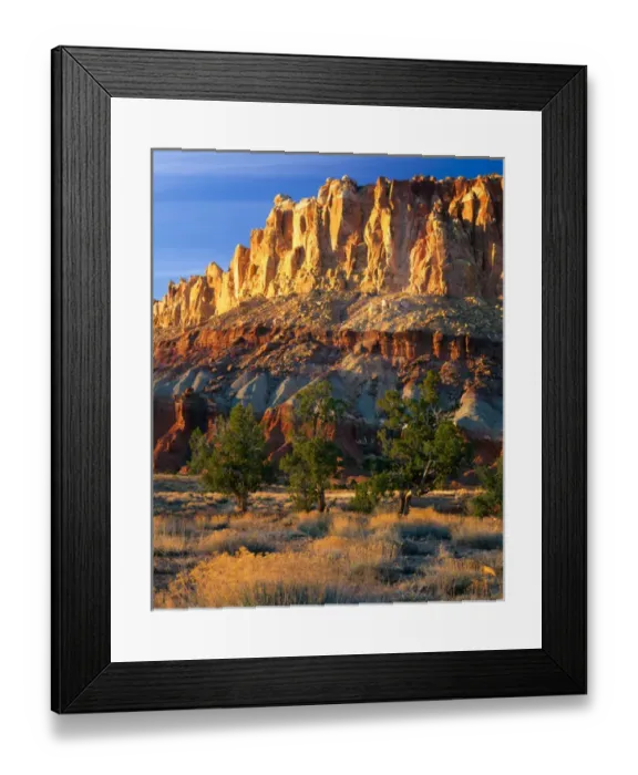 Framed Print : CAPITOL REEF NATIONAL PARK, UTAH. USA. Utah juniper trees (Juniperus osteosperma) Framed Print : CAPITOL REEF NATIONAL PARK, UTAH. USA. Utah juniper trees (Juniperus osteosperma)