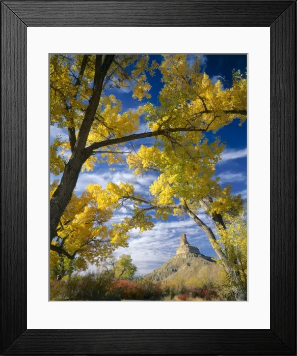 Framed Print : UTAH. USA. Gunnison Butte framed by cottonwoods (Populus fremontii) & squawbush