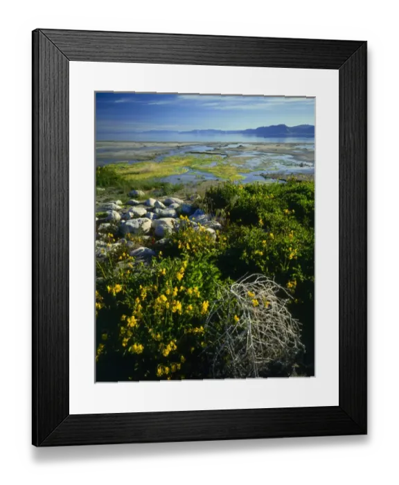 Framed Print : Bear Lake, UTAH. USA. Yellow monkey-flower (Mimulus guttatus) & tumbleweed at spring