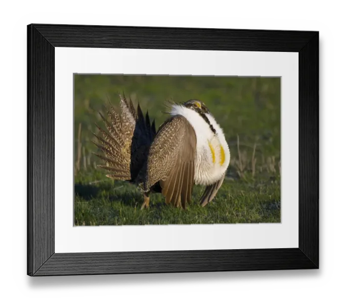 Framed Print : UTAH. USA. Male sage grouse (Centrocercus urophasianus) struts at lek in mating display