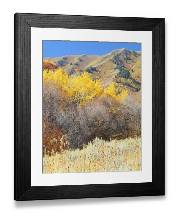 Framed Print : USA, Utah, Wasatch- Cache National Forest, Wellsville Mountains, Forest in autumn Framed Print : USA, Utah, Wasatch- Cache National Forest, Wellsville Mountains, Forest in autumn