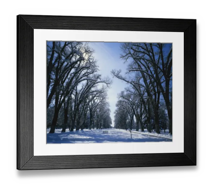 Framed Print : USA, Utah, Salt Lake City, Liberty Park, Treelined promenade in winter Framed Print : USA, Utah, Salt Lake City, Liberty Park, Treelined promenade in winter
