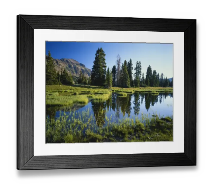 Framed Print : USA, Utah, Wasatch National Forest, High Uintas Wilderness, Trees and grass reflecting Framed Print : USA, Utah, Wasatch National Forest, High Uintas Wilderness, Trees and grass reflecting