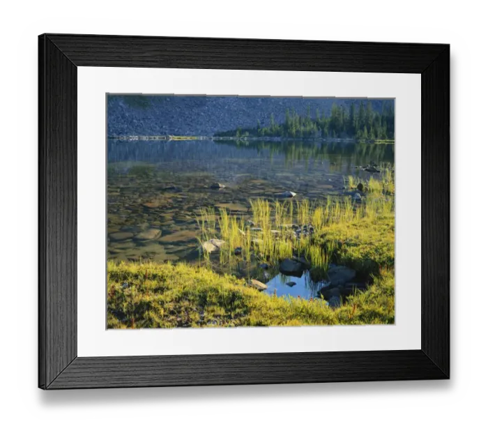 Framed Print : USA, Utah, Ashley National Forest, High Uintas Wilderness, Grasses and spruce trees Framed Print : USA, Utah, Ashley National Forest, High Uintas Wilderness, Grasses and spruce trees