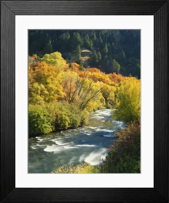 Framed Print : USA, Utah, Wasatch-Cache National Forest, Maples (Acer Grandidentatum) and birches Framed Print : USA, Utah, Wasatch-Cache National Forest, Maples (Acer Grandidentatum) and birches