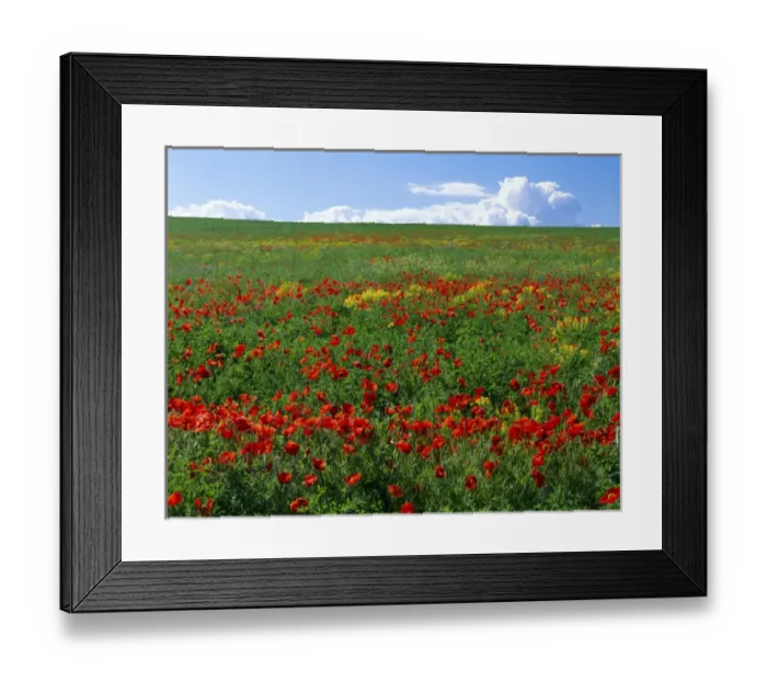 Framed Print : UTAH. USA. Naturalized corn poppies (Papaver rhoeas). Cache Valley Framed Print : UTAH. USA. Naturalized corn poppies (Papaver rhoeas). Cache Valley