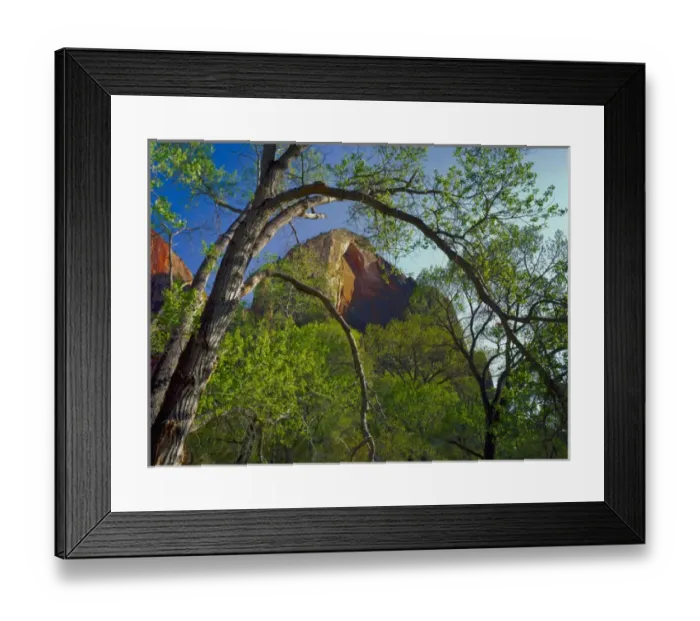 Framed Print : Zion National Park, Utah. USA. Cottonwoods & Red Arch Mountain in early spring. Zion Framed Print : Zion National Park, Utah. USA. Cottonwoods & Red Arch Mountain in early spring. Zion