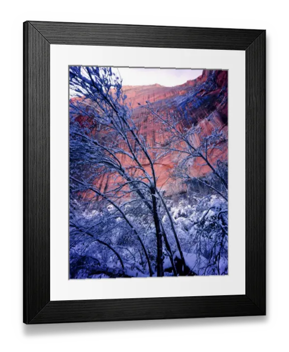 Framed Print : Zion National Park, Utah. USA. Snow on trees below vertical cliffs near Upper Emerald Pools Framed Print : Zion National Park, Utah. USA. Snow on trees below vertical cliffs near Upper Emerald Pools