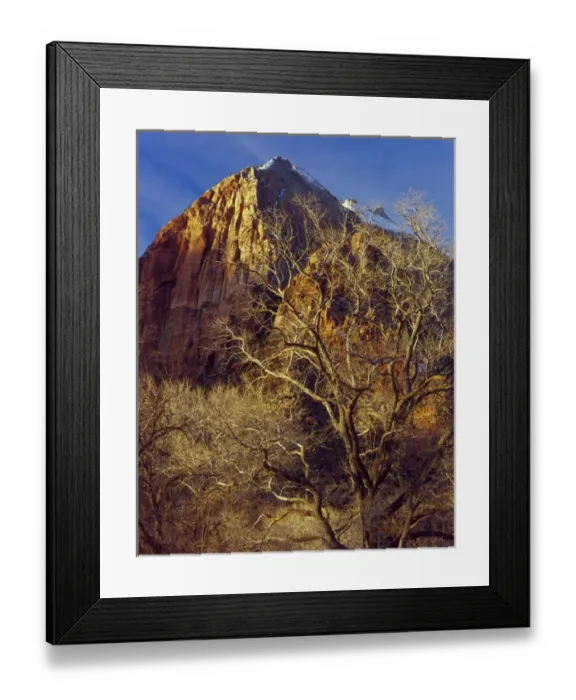 Framed Print : ZION NATIONAL PARK, UTAH. USA. Cottonwood trees in winter below Meridian Tower in