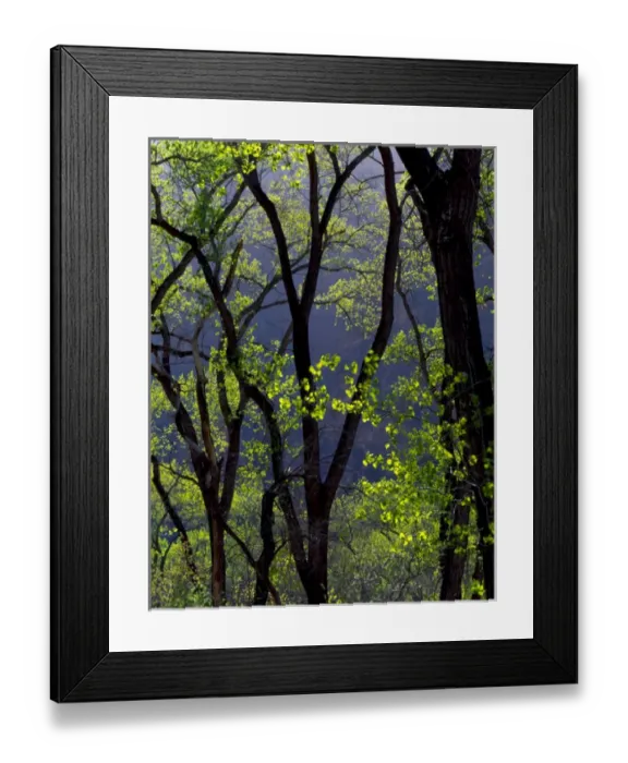 Framed Print : Zion National Park, Utah. USA. Cottonwoods in early spring. Zion Canyon Framed Print : Zion National Park, Utah. USA. Cottonwoods in early spring. Zion Canyon