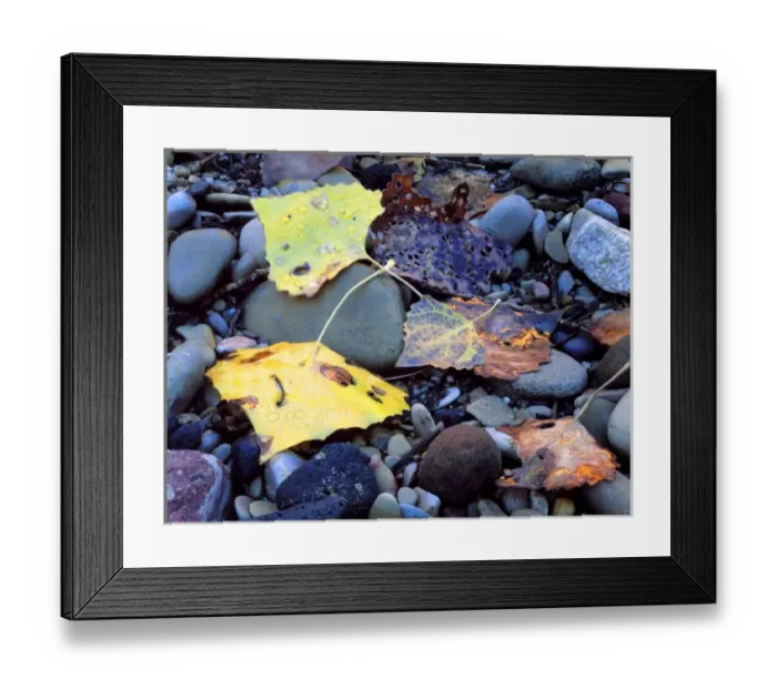 Framed Print : Zion National Park, Utah. USA. Fremont cottonwood leaves (Populus fremonti) on flood
