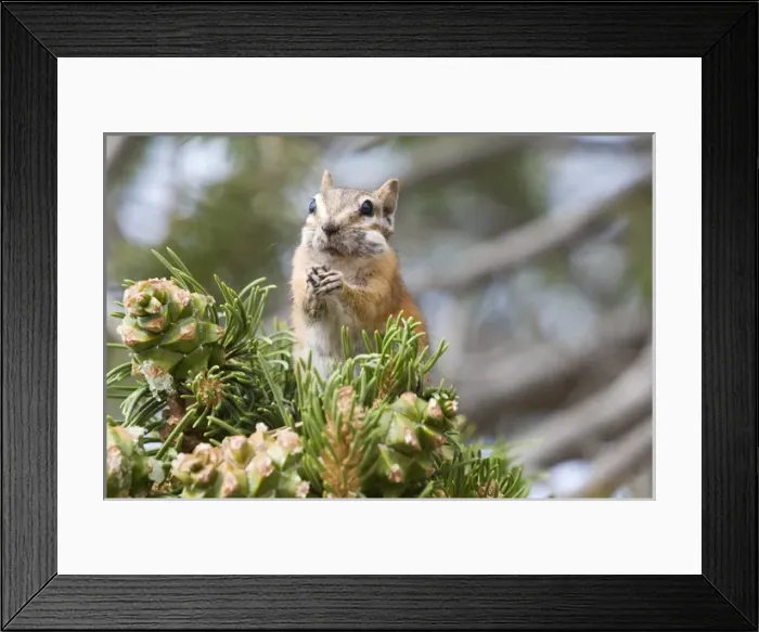 Framed Print : NA, USA, Utah, Moab, Deadhorse SP. Hopi Chipmunk fills cheeks with pinenuts Framed Print : NA, USA, Utah, Moab, Deadhorse SP. Hopi Chipmunk fills cheeks with pinenuts