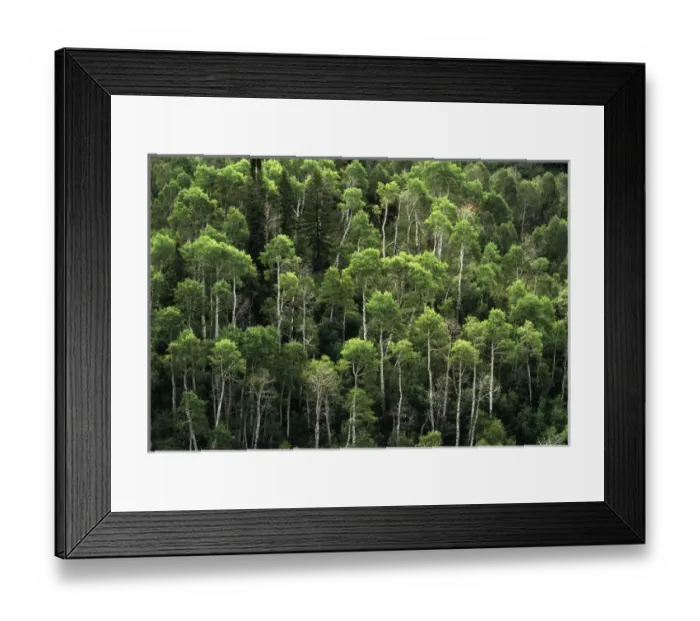 Framed Print : USA, Utah, View of aspen trees at Wood Camp Hollow Framed Print : USA, Utah, View of aspen trees at Wood Camp Hollow